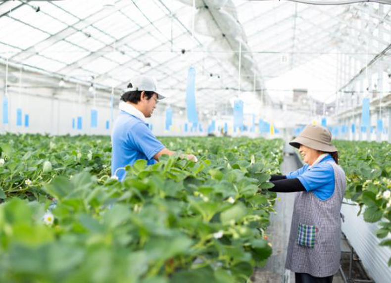 Kỳ thi Tokutei nông nghiệp và những thông tin bạn cần biết