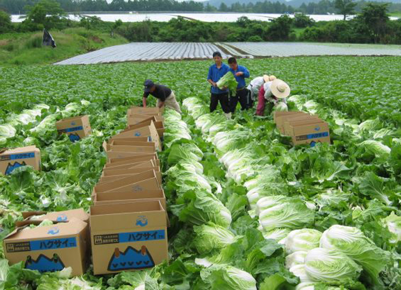 Kỳ thi Tokutei nông nghiệp và những thông tin bạn cần biết