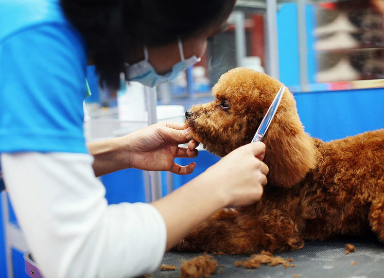 Những quy định nuôi thú cưng tại Nhật bạn cần biết