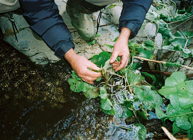 nguồn gốc cải wasabi