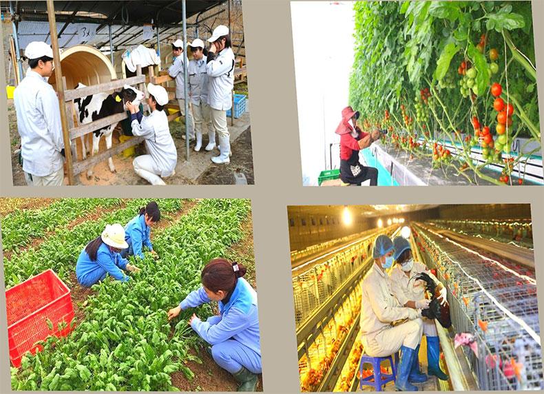 đơn hàng nông nghiệp nhật bản